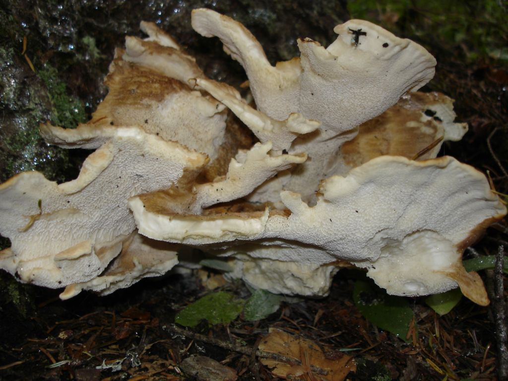 Polyporus squamosus ??? (Bondarzewia montana)